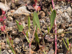 Rumex cyprius Murb. resmi