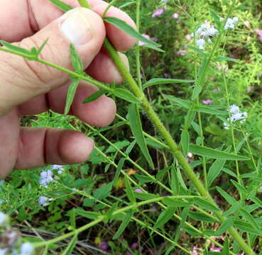 Image of ivyleaf thoroughwort