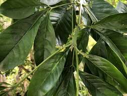 Image de Melicope semecarpifolia (Merr.) T. G. Hartley