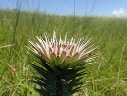 Image of Macledium zeyheri subsp. argyrophyllum (Oliv.) S. Ortiz