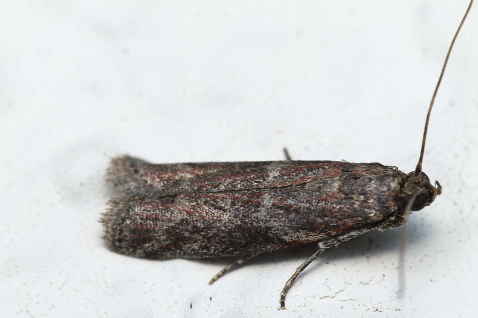 Image of Honeydew moth