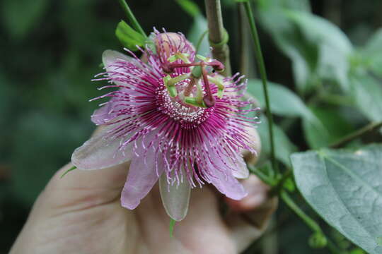 Image of Passiflora oerstedii Mast.