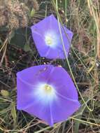 Image of Ololiuqui or Mexican Morning Glory