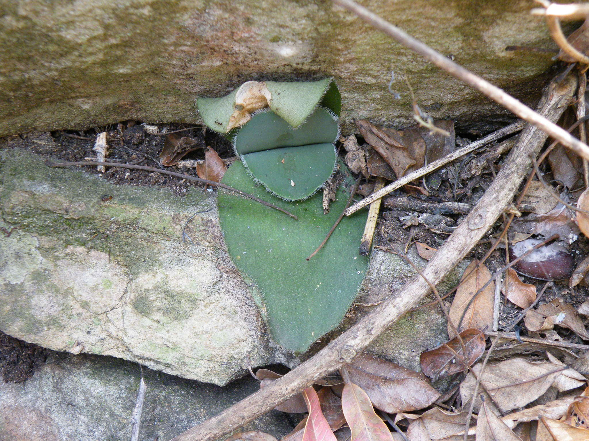 Imagem de Haemanthus humilis Jacq.