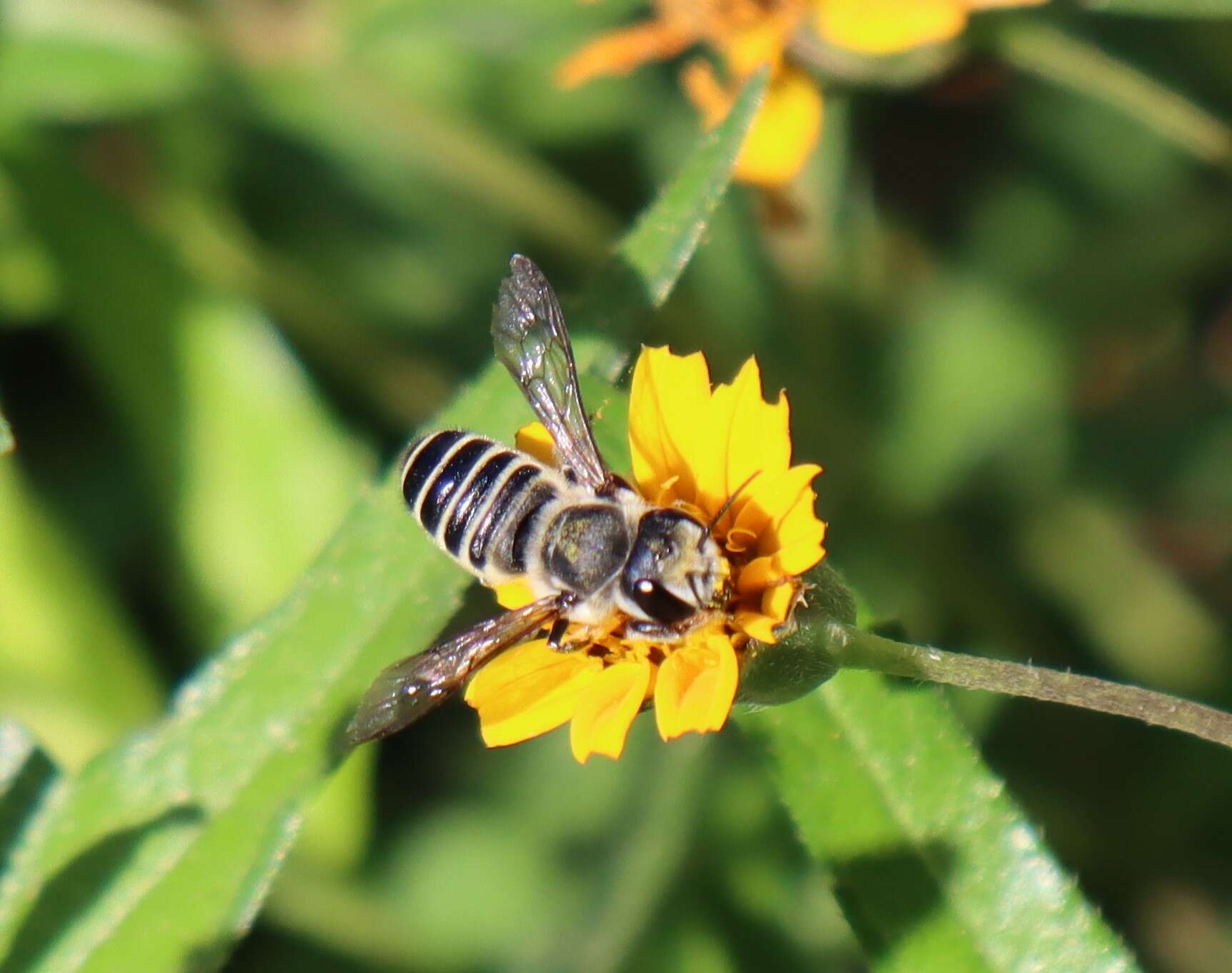 Image de Megachile policaris Say 1831