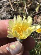 Image of California desertdandelion