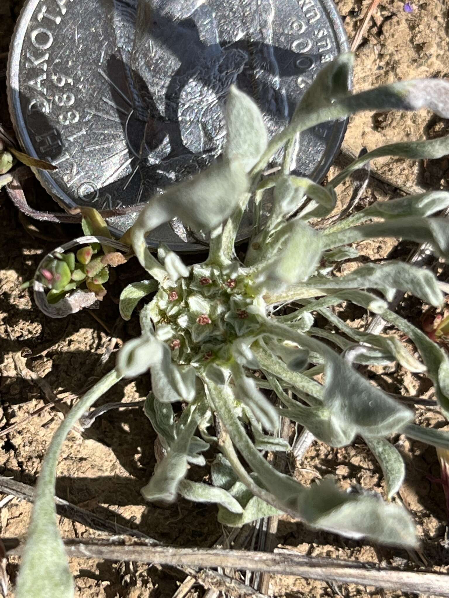 Image of dwarf dwarf-cudweed