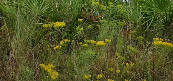 Image de Bigelowia nudata var. australis (L. C. Anderson) Shinners