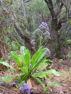 Image de Limonium macrophyllum (Brouss.) O. Ktze.