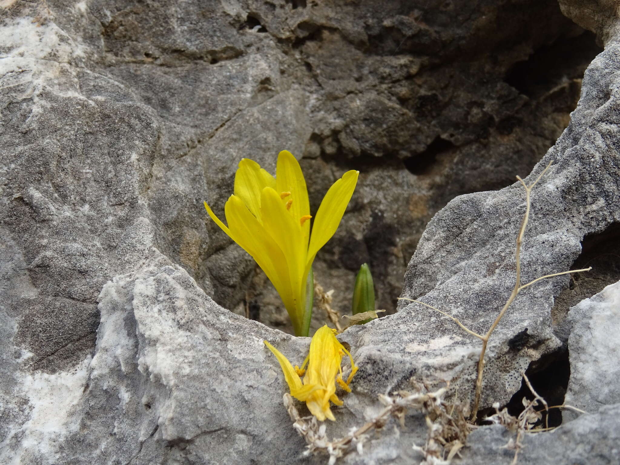 Image de Sternbergia lutea subsp. greuteriana (Kamari & R. Artelari) Strid