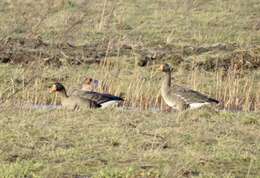 Image of Greenland White-fronted Goose