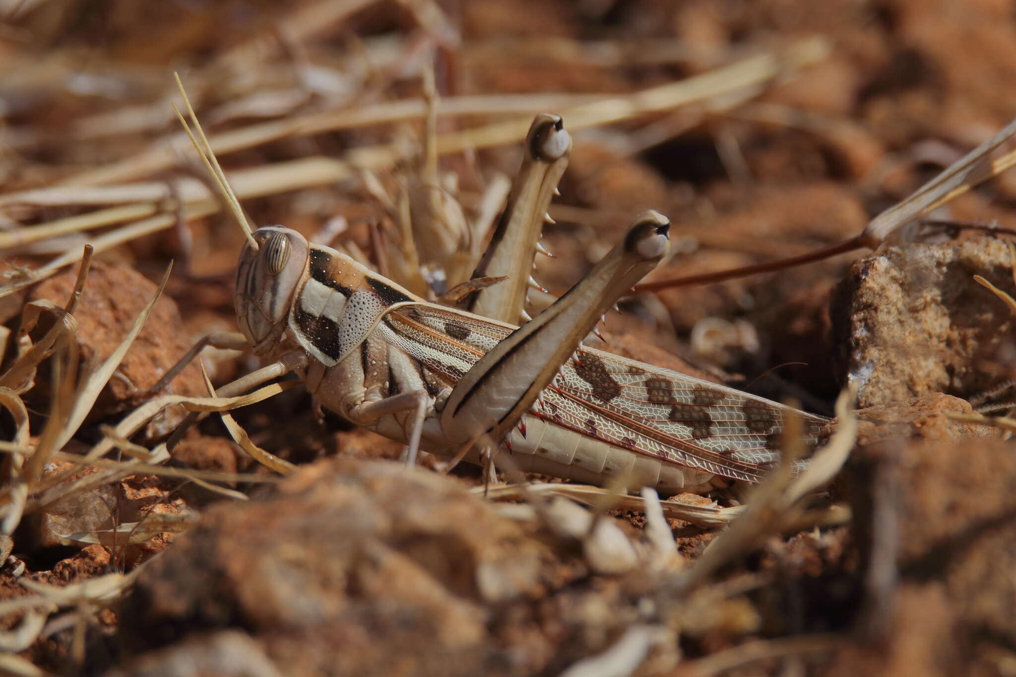 Image of Cyrtacanthacris tatarica (Linnaeus 1758)