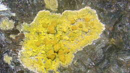 Image of orange lichen