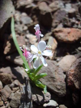 Image of Lapeirousia pyramidalis subsp. pyramidalis