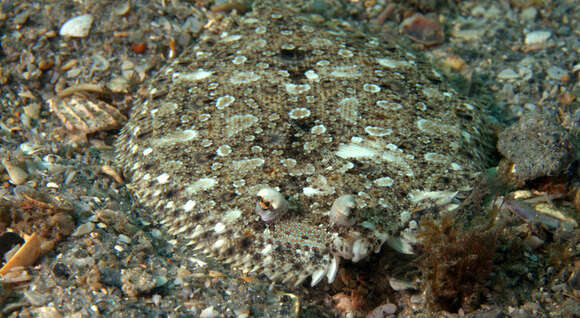 Image of Eyed Flounder