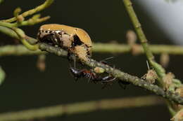 Image of Tephraea cinerea (Kraatz 1898)