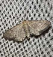 Image of Idaea infirmaria Rambur 1833