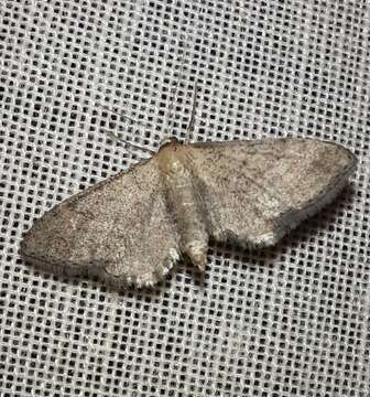 Image of Idaea infirmaria Rambur 1833