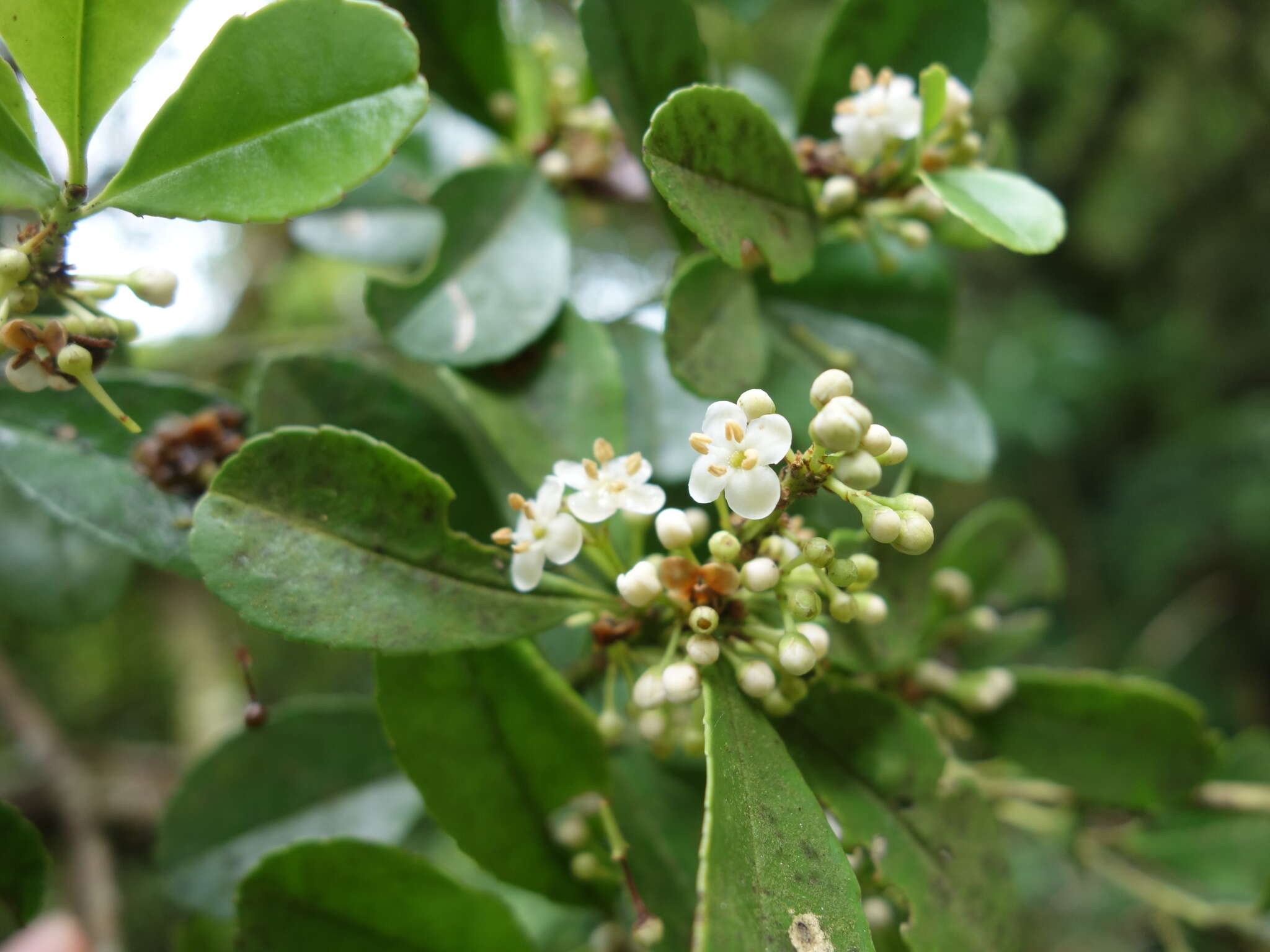 Imagem de Ilex maximowicziana Loes.