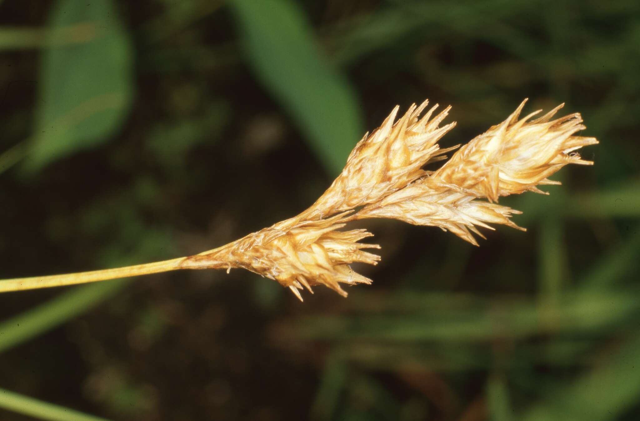 Image of Bicknell's sedge