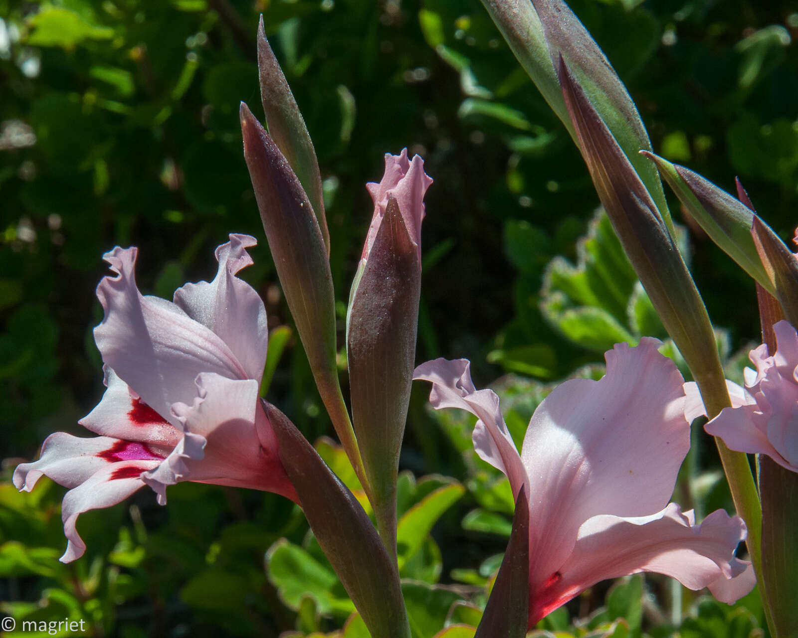 Image of Gladiolus carneus D. Delaroche