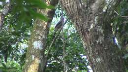 Image of Black-winged Cuckooshrike