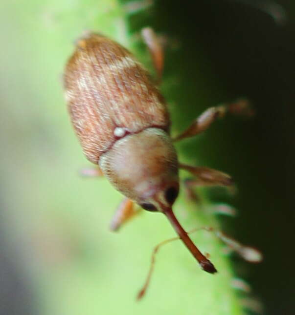 Imagem de Curculio rubidus Gyllenhal & L. ex Schönherr & CJ. 1836