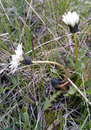 Image of Taraxacum arcticum (Trautv.) Dahlst.