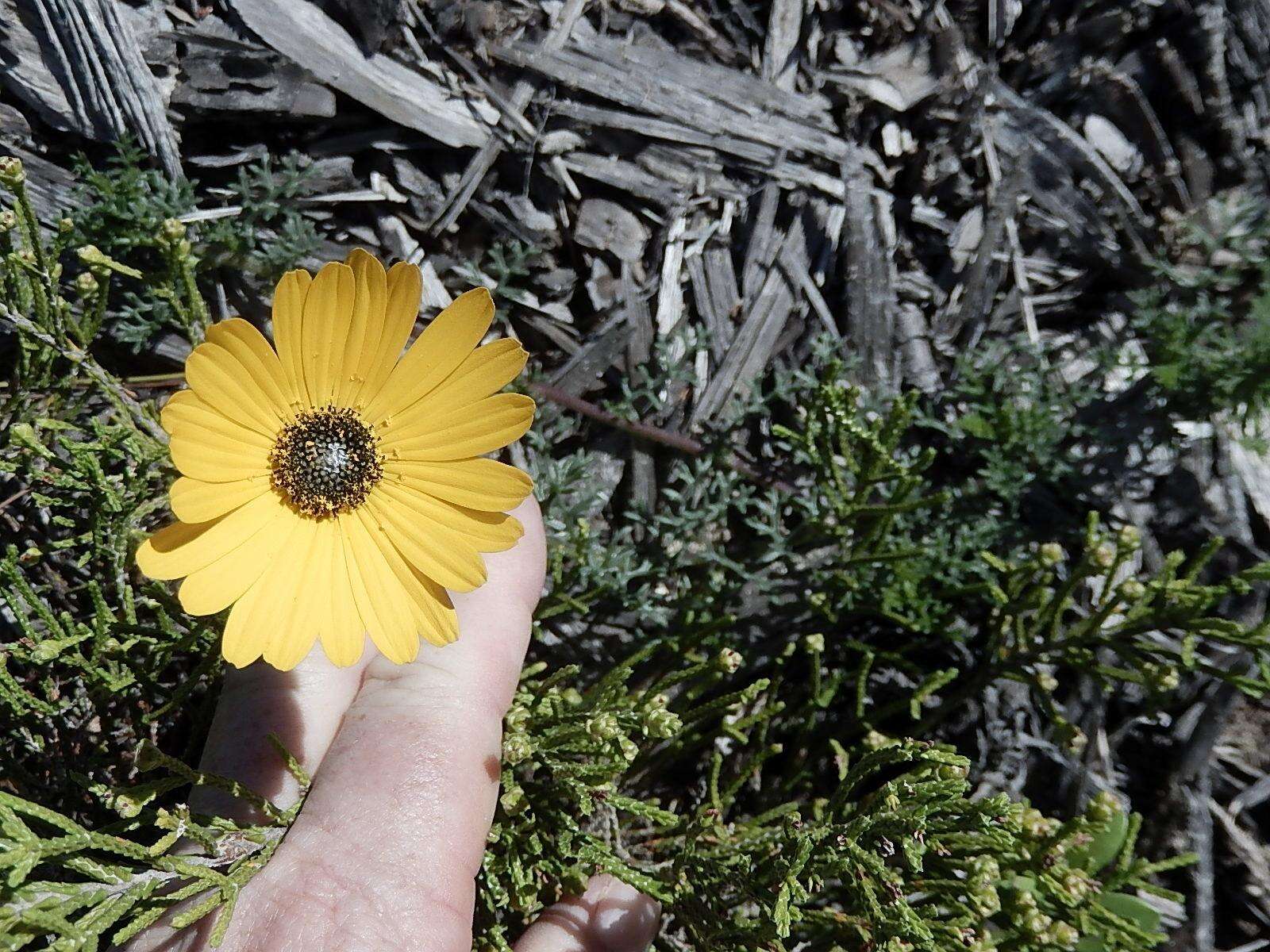 Image of Ursinia chrysanthemoides (Less.) Harv.