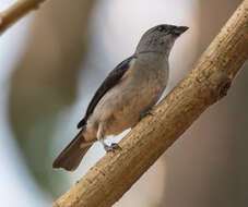 Image of Plain-colored Tanager