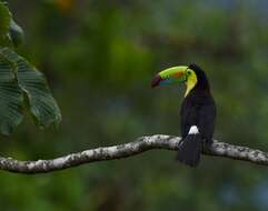 Image of Keel-billed Toucan