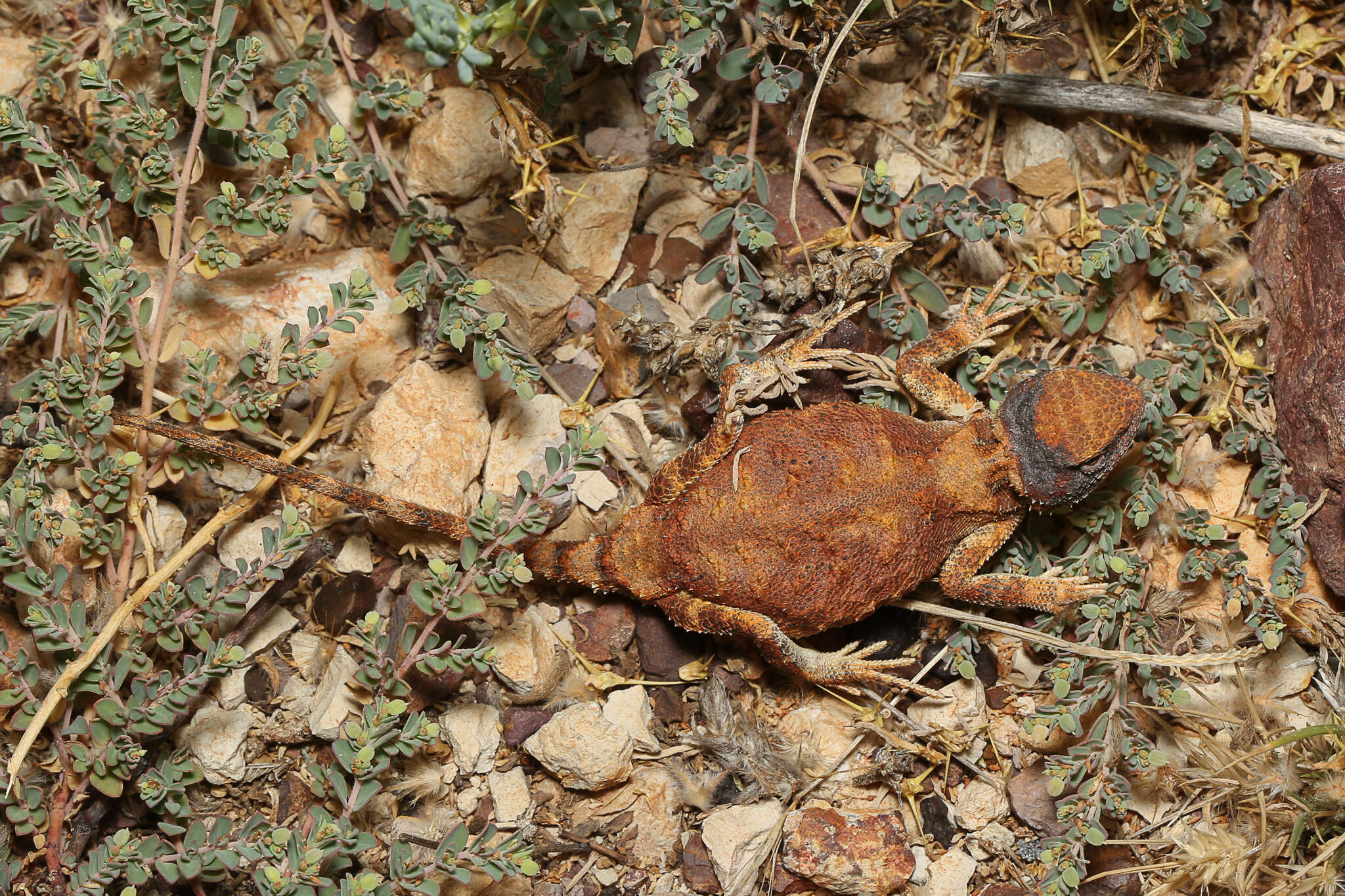 Image of Gibber Earless Dragon