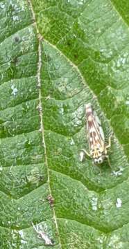 Image of Eupteryx (Eupteryx) urticae (Fabricius 1803)