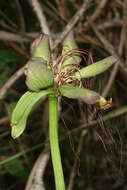 Tacca leontopetaloides (L.) Kuntze resmi