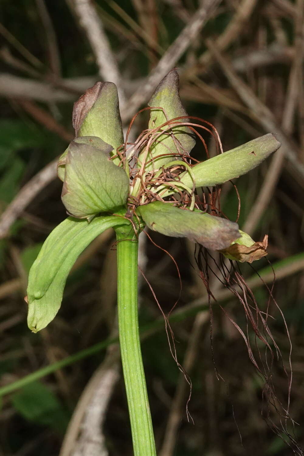 Imagem de Tacca leontopetaloides (L.) Kuntze