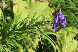 Sivun Aconitum sachalinense F. Schmidt kuva