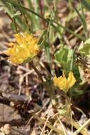 Слика од Trifolium jokerstii Vincent & Rand. Morgan