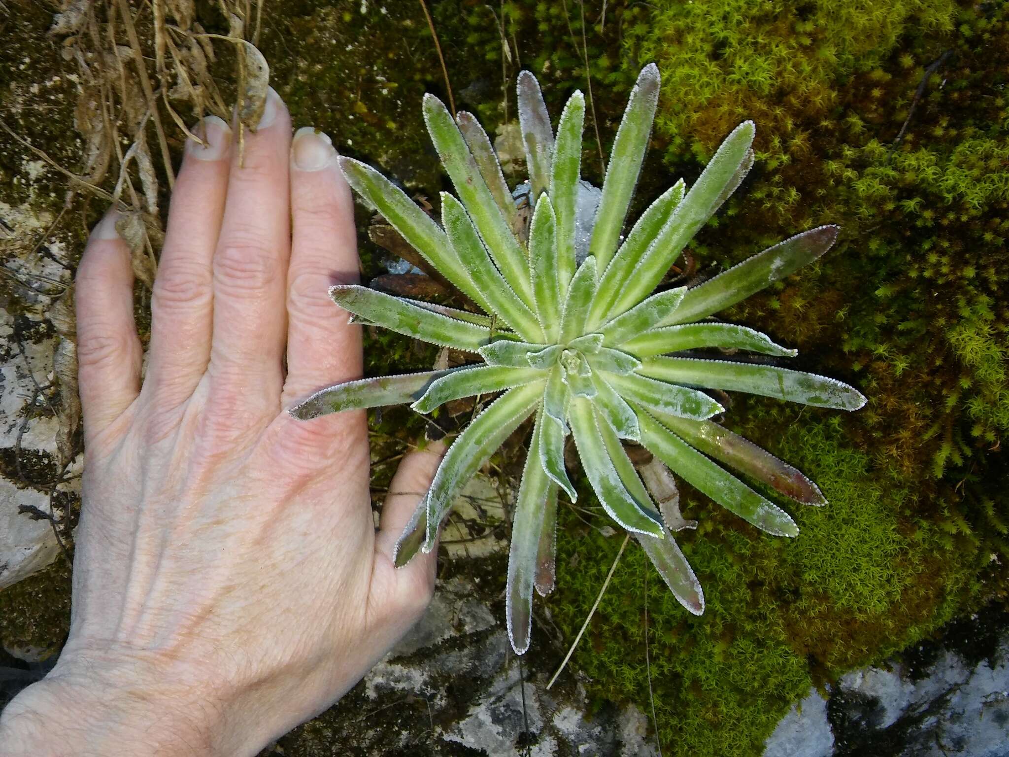 Image of Saxifraga hostii Tausch