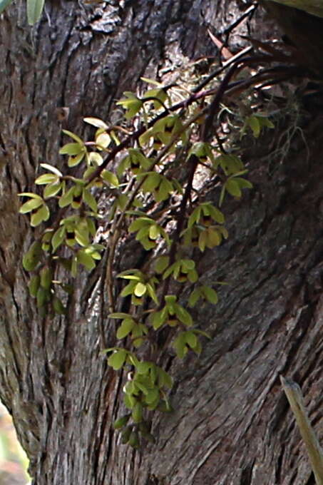 Image of Snake orchid