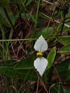 Image of Dalechampia caperonioides Baill.