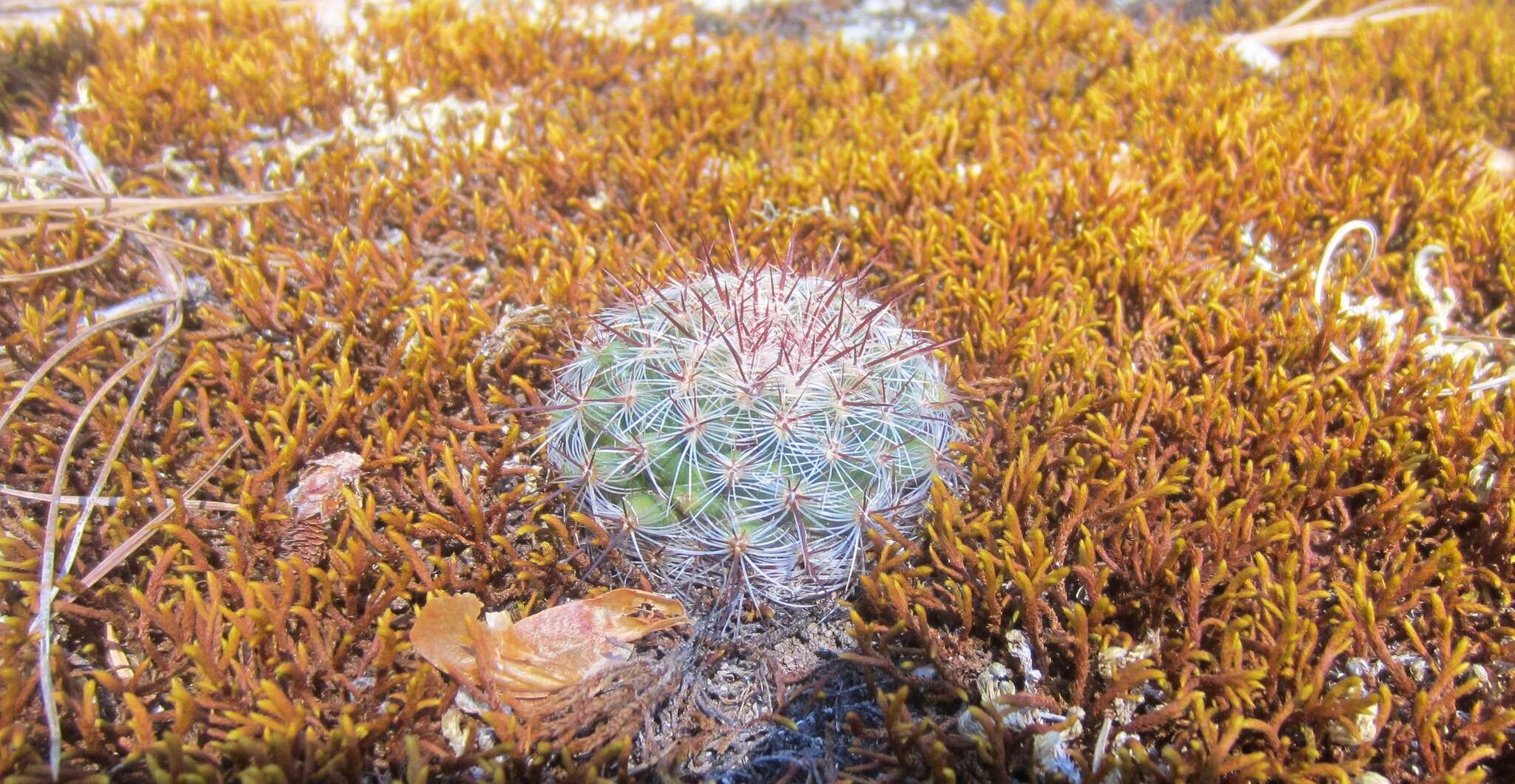 Mammillaria deherdtiana subsp. dodsonii (Bravo) D. R. Hunt的圖片