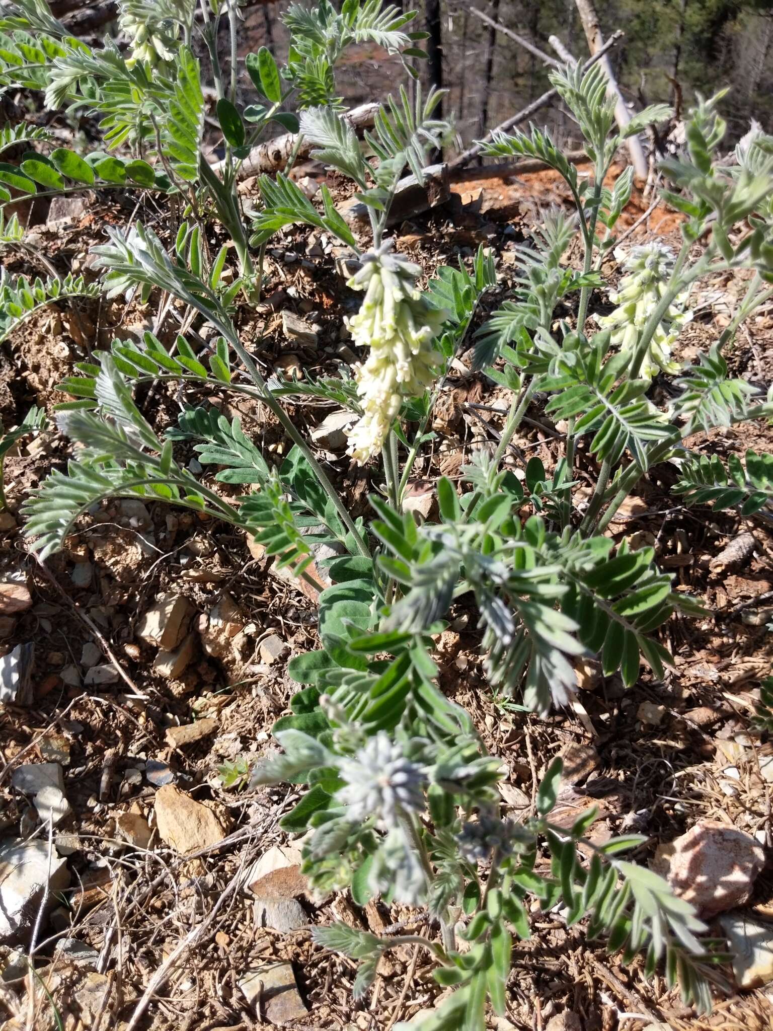 Слика од Sophora leachiana M. Peck