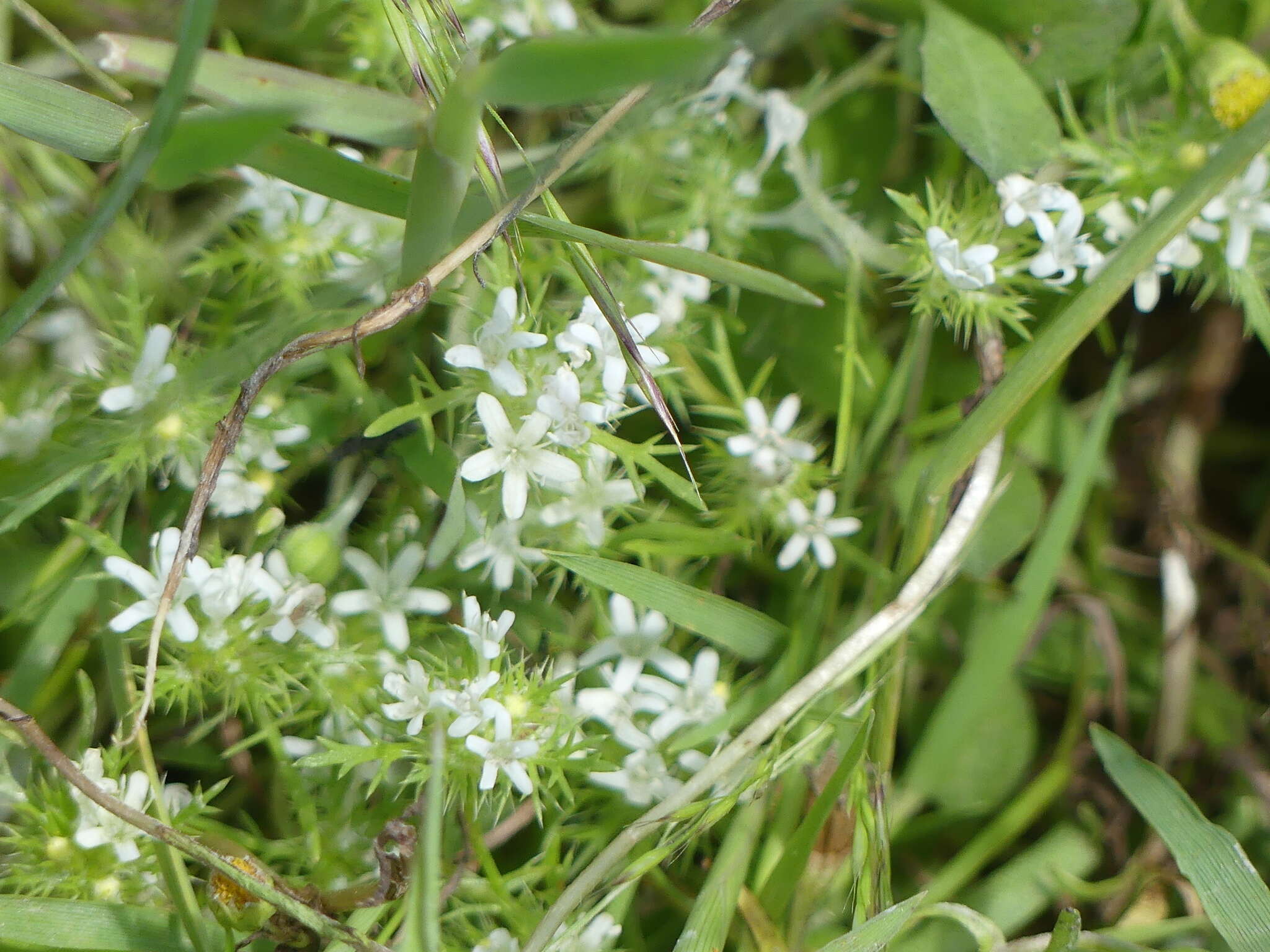 Image of Baker's navarretia