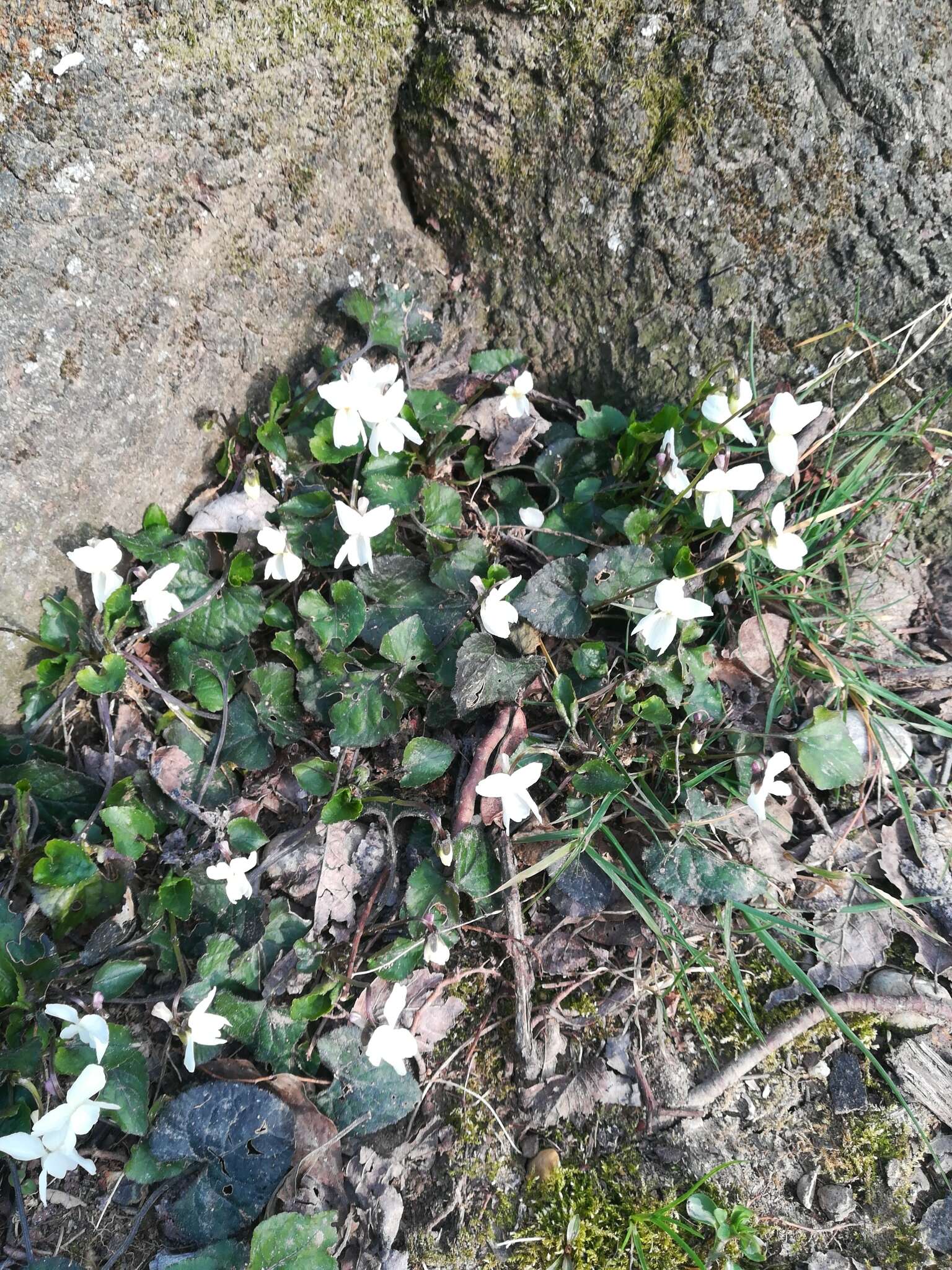 Image of White Violet