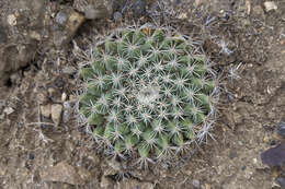 Image de Mammillaria brandegeei (J. M. Coult.) Engelm. ex K. Brandegee