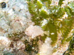 Image of Dwarf Frogfish