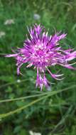 Centaurea scabiosa subsp. scabiosa的圖片