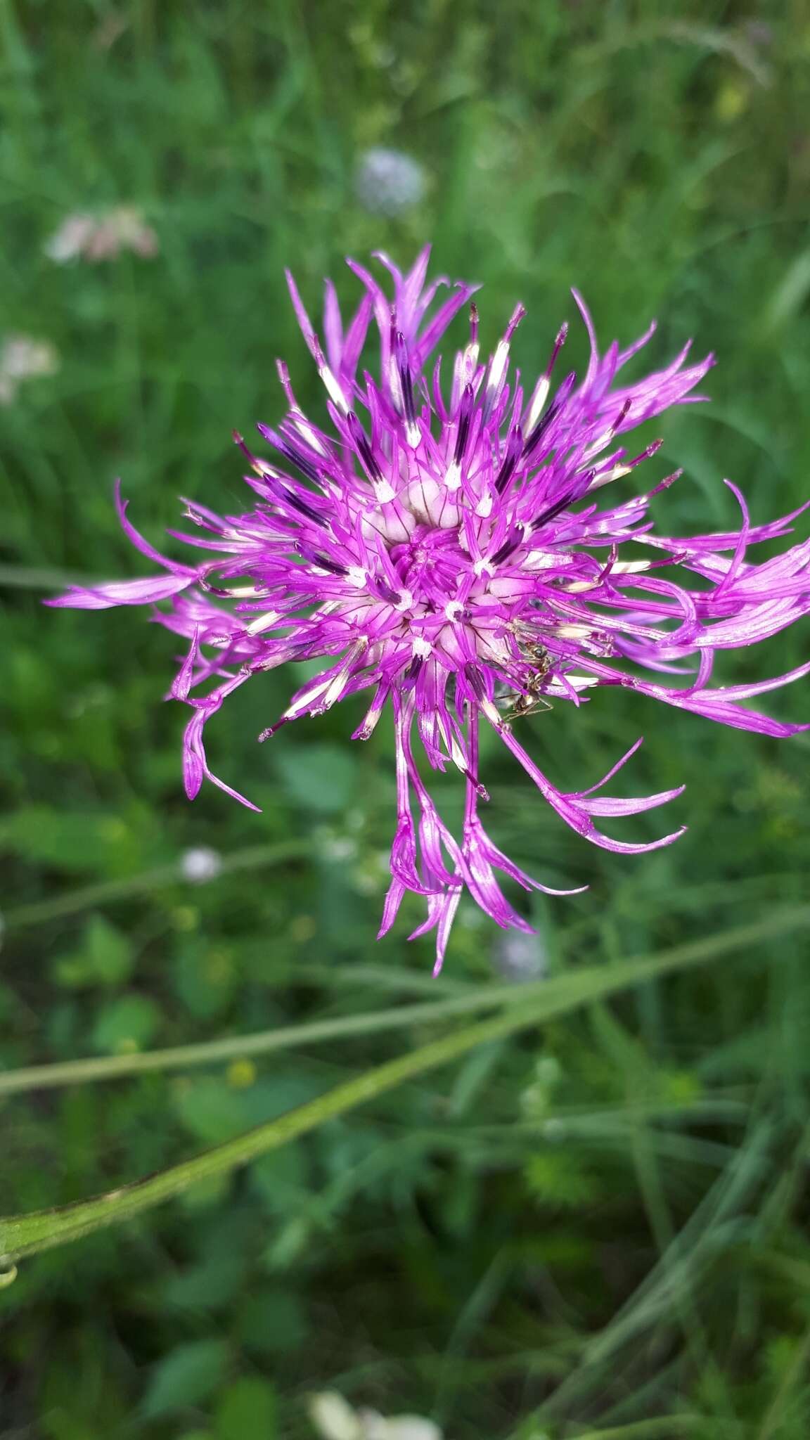 صورة Centaurea scabiosa subsp. scabiosa