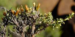 Image of Helichrysum lucilioides Less.