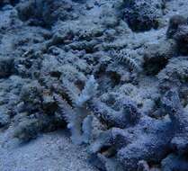 Image of Southern sharpnose sandperch